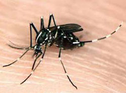 Aedes albopictans
