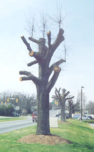 Topped tree