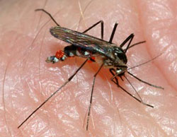 Aedes triseriatus