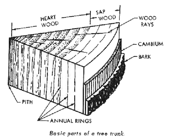 parts of a tree trunk