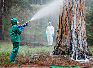 Spraying trees