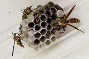 paper wasp nest