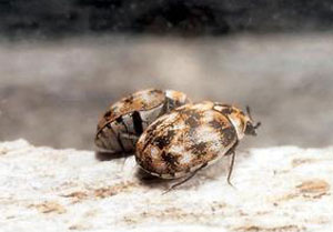 Varied carpet beetle adults