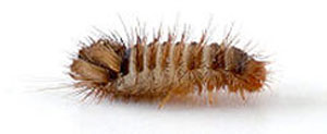 Varied carpet beetle larva