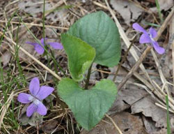 Wild violet