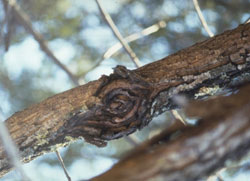 Canker on walnut