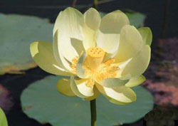 Water lotus
