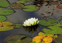 Water lily