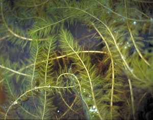 Chara (Muskgrass; Stonewort) Missouri Department of Conservation