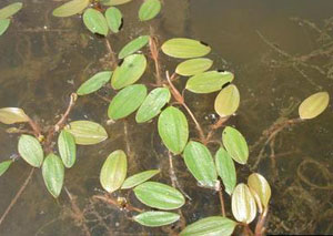 Waterthread pondweed