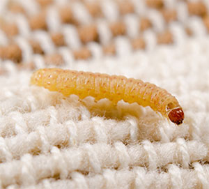 Webbing clothes moth larva