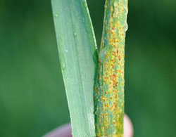 Wheat leaf rust