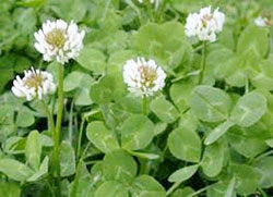 White clover