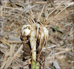 Wild garlic bulb