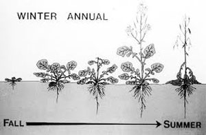 Winter annual life cycle