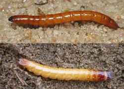 Wireworms