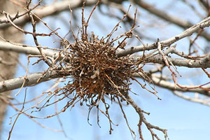 Witches broom growth