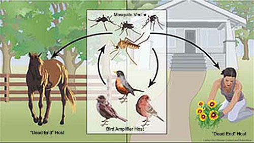 West Nile virus life cycle