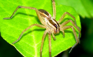 Wolf spider