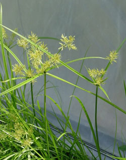 Yellow nutsedge