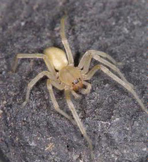 Yellow sac spider