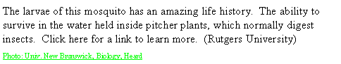 Text Box: The larvae of this mosquito has an amazing life history.  The ability to survive in the water held inside pitcher plants, which normally digest insects.  Click here for a link to learn more.  (Rutgers University)  Photo: Univ. New Brunswick, Biology, Heard