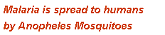 Text Box: Malaria is spread to humans by Anopheles Mosquitoes