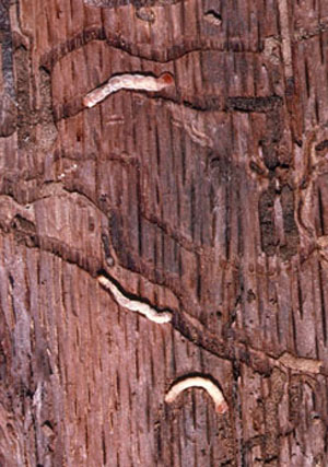 Twolined chestnut borer