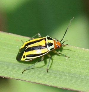 Four-lined plant bug