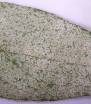 heavily damaged azalea leaf
