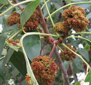 Ash flower gall mites damage