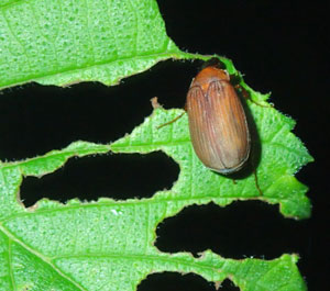 Asiatic garden beetle