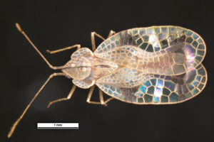 Azalea lace bug adult