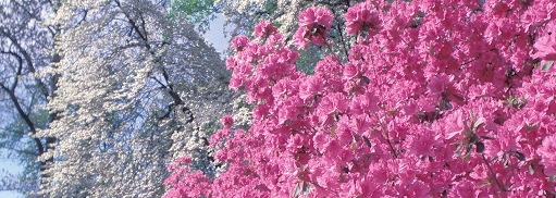 azalea