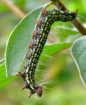 Azalea caterpillar
