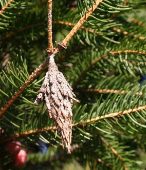 Bagworm