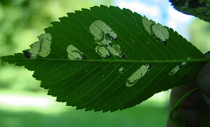 Basswood leafminer blotch mines