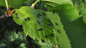 Birch sawfly adults