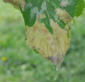 Birch sawfly damage