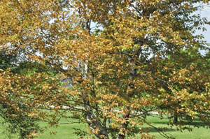 Birch heavily damaged by sawfly