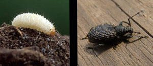 Black vine weevil grub and adult