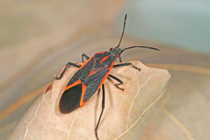 Boxelder bug