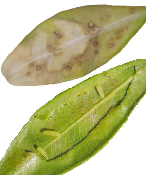 Boxwood leafminer in leaf and exposed
