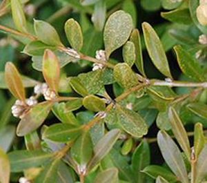 Boxwood spider mite damage