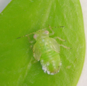 Boxwood psyllid