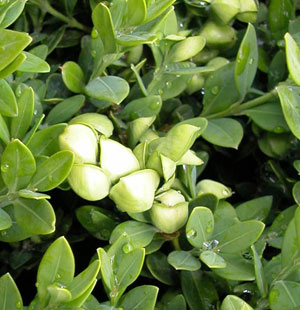 Boxwood psyllid cupped leaves