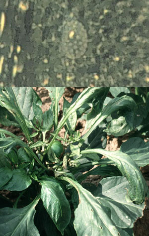 Broad mite egg and damage