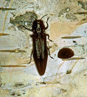 Bronze birch borer