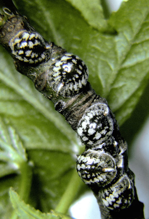 Calico scale