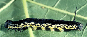 Catalpa hornworm